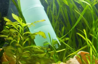 Why Are Air Pumps Necessary for Aquariums?