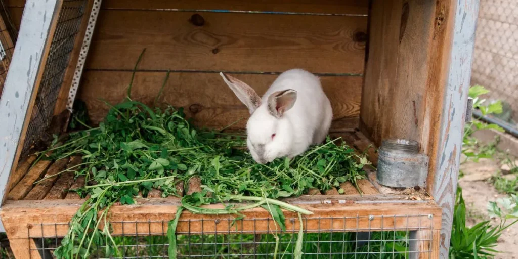 How Often Should You Clean Your Small Animal’s Cage? How Often Should You Clean Your Small Animal’s Cage?