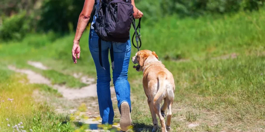 How Do You Choose the Best Outdoor Pet Leash for Hiking? How Do You Choose the Best Outdoor Pet Leash for Hiking?