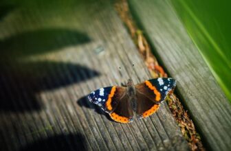 How to Create a Wildlife-Friendly Garden