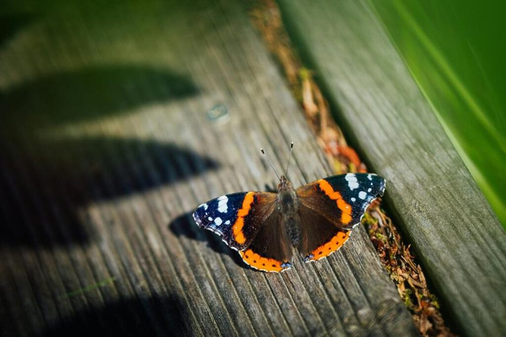 How to Create a Wildlife-Friendly Garden